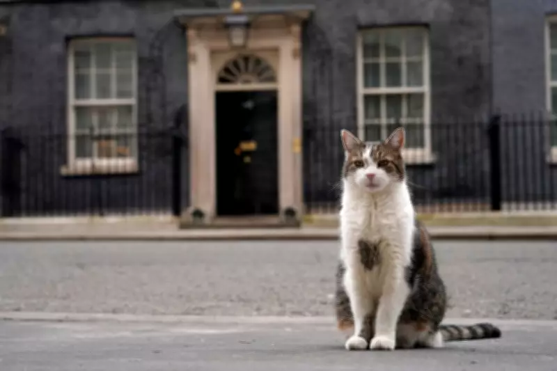Larry the Cat Celebrates 15 Years as Britain's Chief Mouser at 10 Downing Street