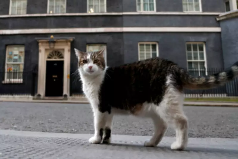 Larry the Cat Marks 15 Years as Downing Street's Chief Mouser