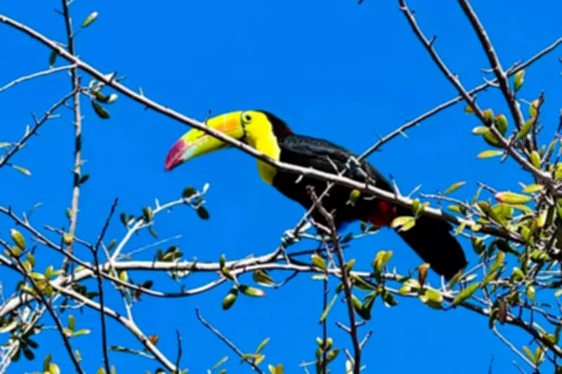 Las Vegas Rescue Team Races Against Time to Save Escaped Toucan