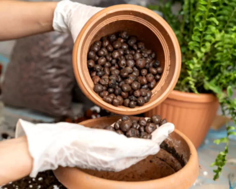 Leca Balls vs Soil: A Revolutionary Houseplant Hack for Healthier Growth?