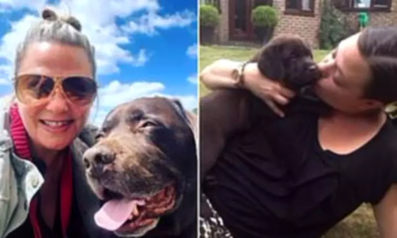 Lisa Armstrong Shares Tribute to Late Dog Hurley After Joint Custody with Ant McPartlin