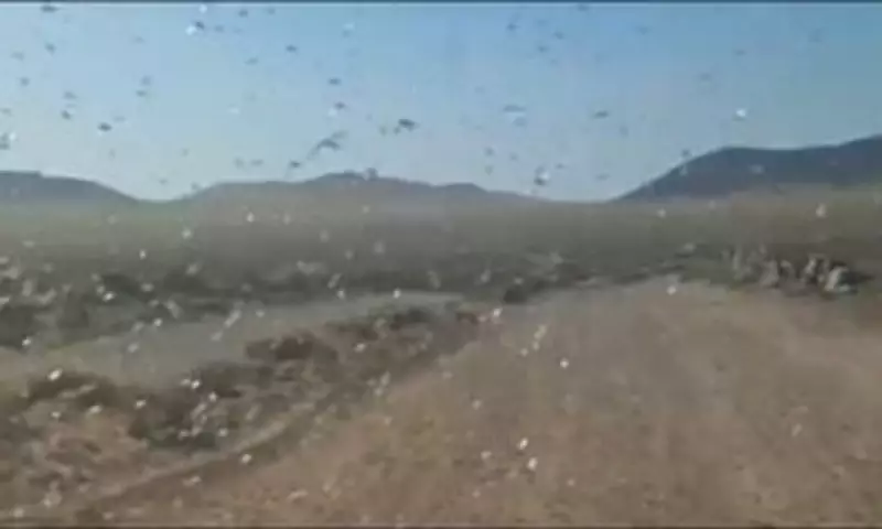 Locust Swarms Descend on Canary Islands: Officials Urge Calm in Four Holiday Hotspots
