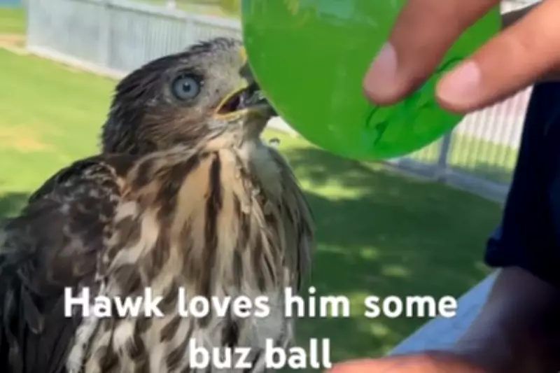 Los Angeles Man Jailed for 45 Days After Feeding Alcohol to Juvenile Hawk in Viral Video