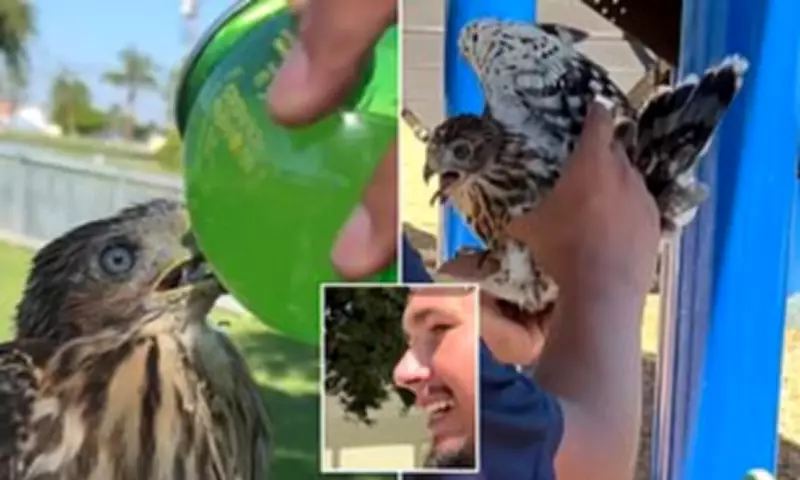 Los Angeles Man Sentenced for Forcing Hawk to Drink Alcohol in Disturbing Video