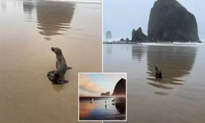 Lost Baby Sea Lion Rescued on Valentine's Day at Oregon's Cannon Beach