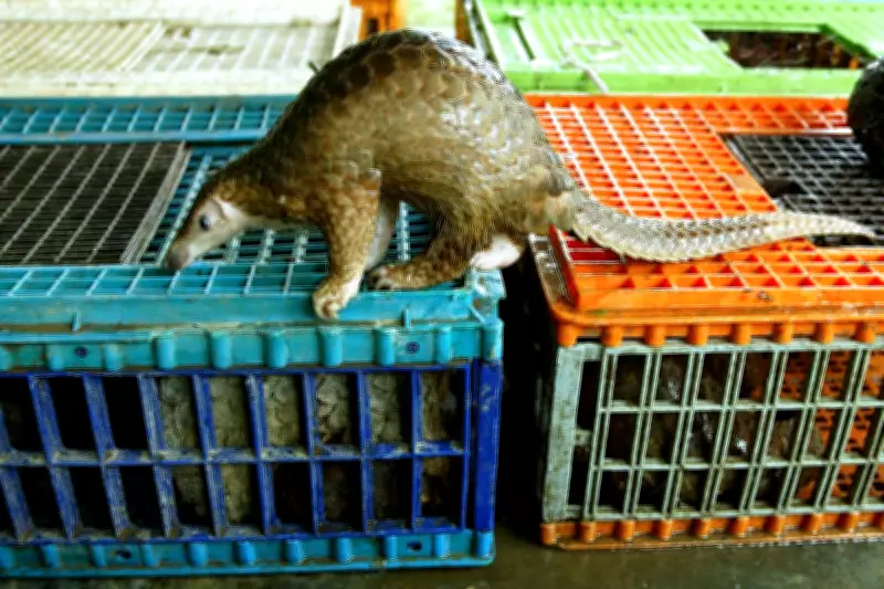Malaysian Resort Owners Face Jail Over Illegal Pangolin Menu for Tourists