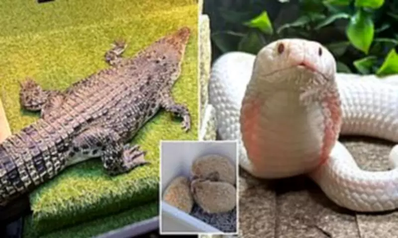 Man Arrested After Suburban Home Found with Crocodile, Snakes and Cannabis Farm
