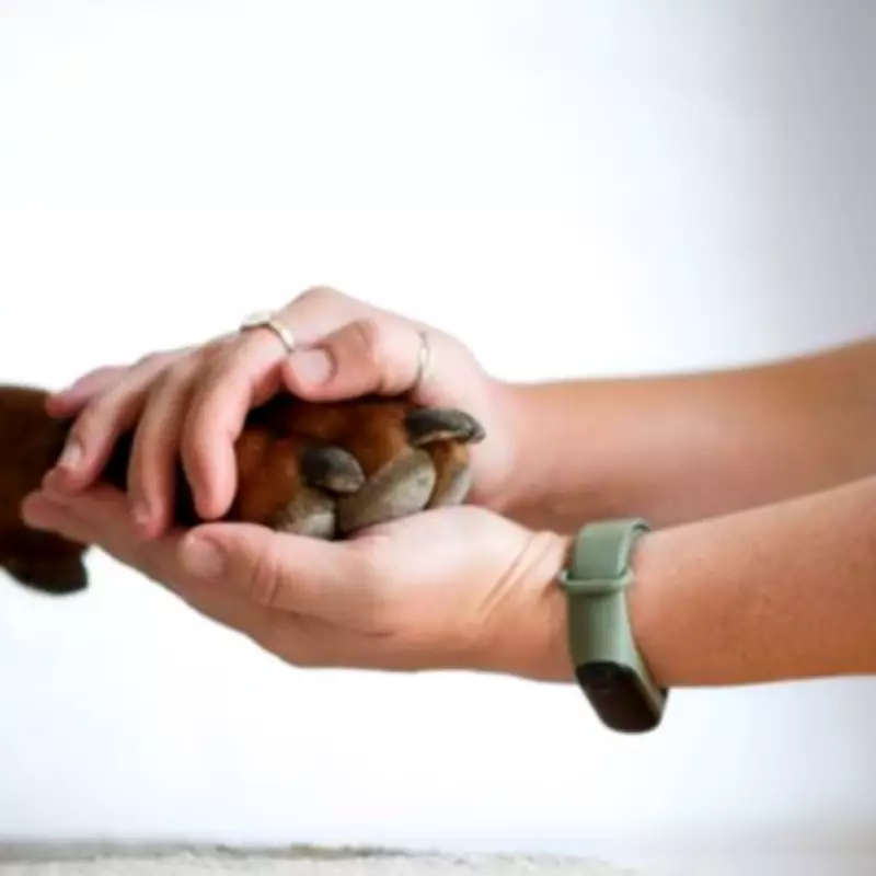 Martin Lewis' MSE Issues Critical Warning to Pet Owners on Insurance Switching