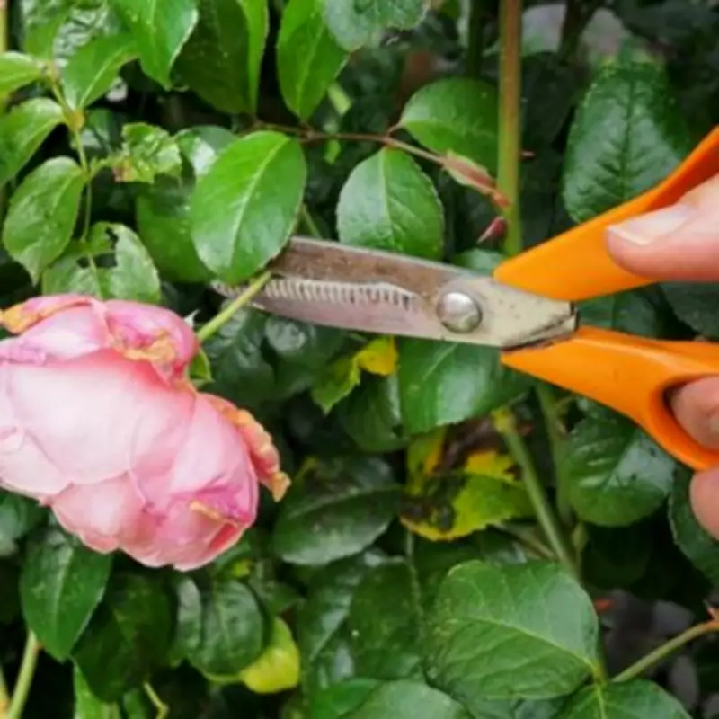 Mary Berry's Essential Gardening Tip: Why Deadheading Is Crucial for Blooms
