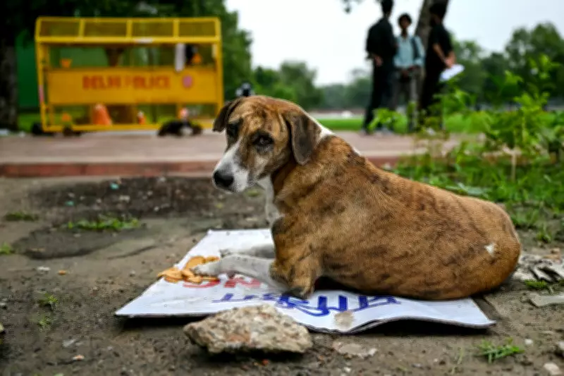 Mass Stray Dog Culling in Telangana Sparks Outrage and 'Massacre' Claims