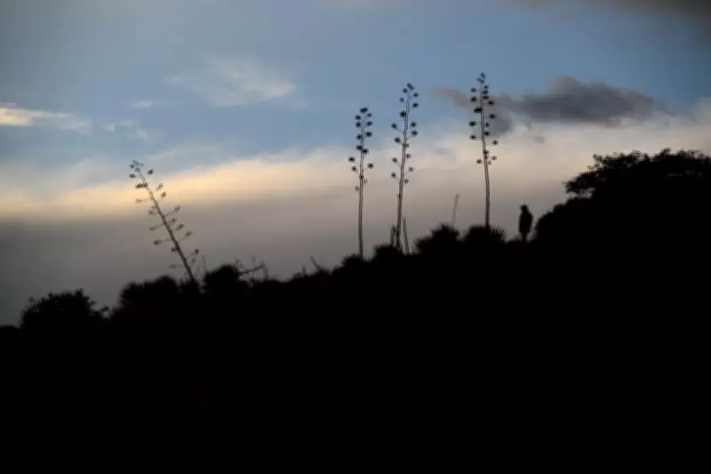 Mexican Long-Nosed Bats Venture Further North as Drought Pushes Migration