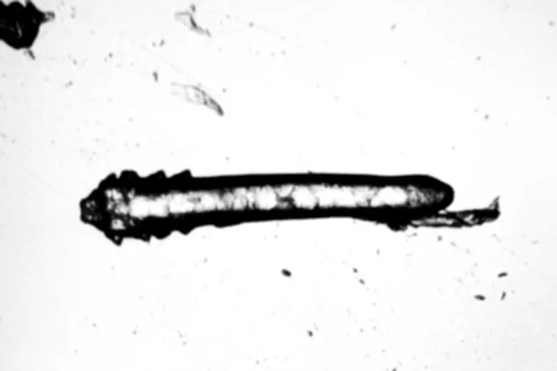 Microscopic Mites: The Hidden Inhabitants of Your Skin Ecosystem