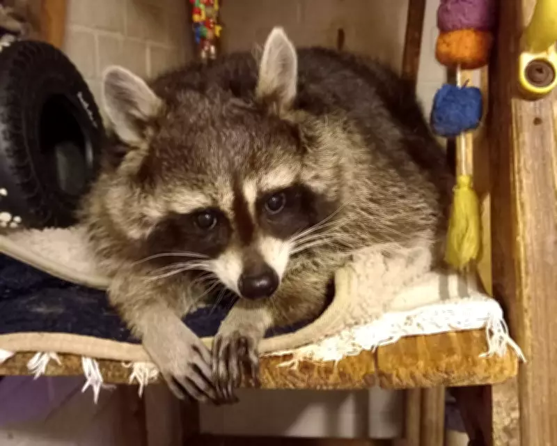 Mishka the Raccoon: A Surly Yet Beloved Pet's Unforgettable Tale