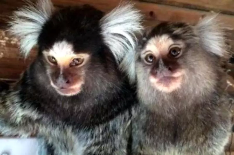 Monkey Owners Fear Euthanasia Under New 'Zoo-Level' Licensing Rules