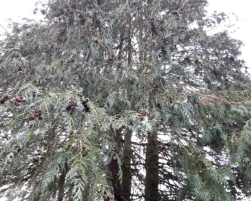 Monster Tree Looms Over Cardiff Garden, Blocking Views and Stealing Light