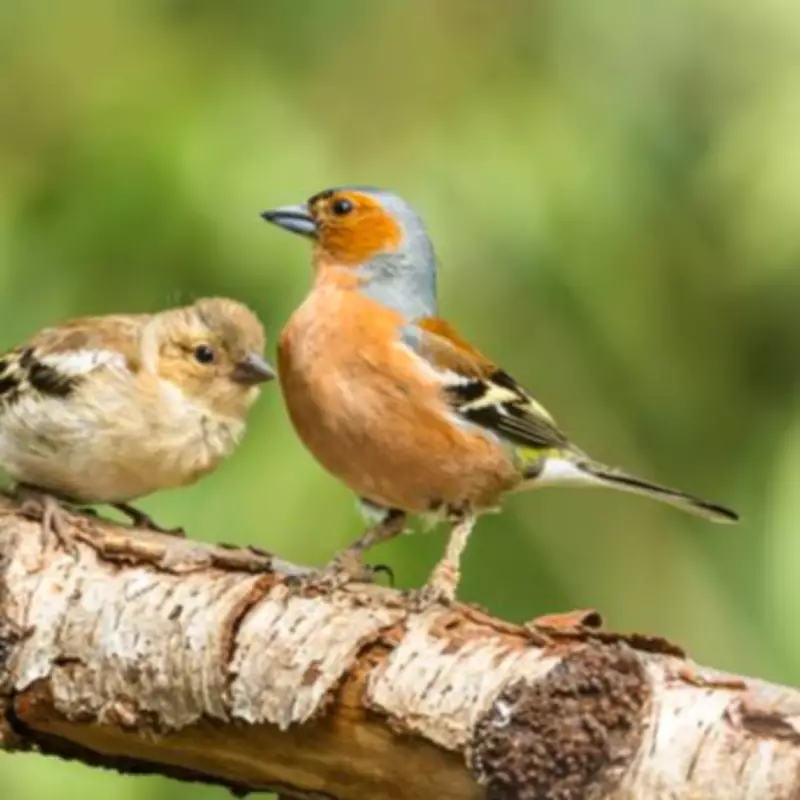 Monty Don's Essential February Bird Feeding Guide: Attract Wildlife, Deter Pigeons