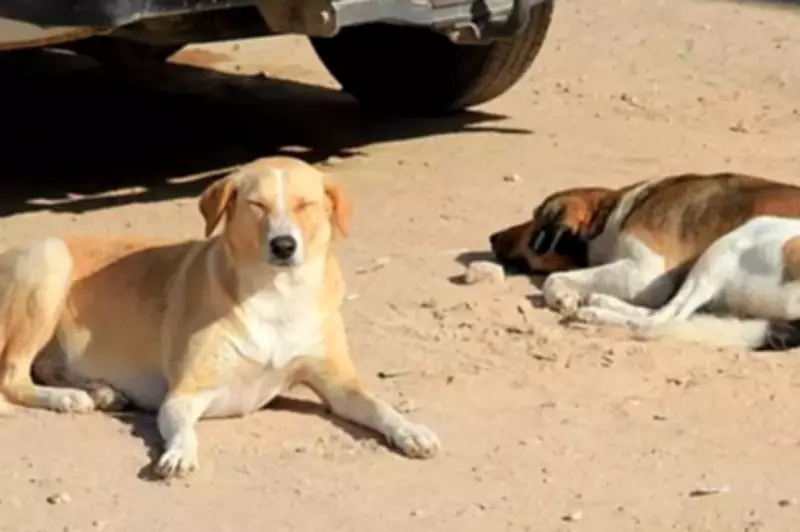 Morocco Faces Backlash Over Alleged Dog Culling Ahead of 2030 World Cup