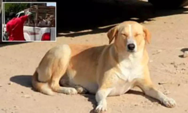 Morocco's 2030 World Cup Prep Sparks Outrage Over Alleged Stray Dog Cull