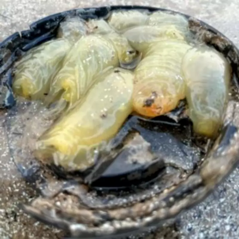 Mysterious Sea Squirts Discovered in Coffee Cup on Welsh Beach by Mother and Daughter