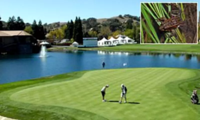 Neglected Pond with Endangered Frog Sparks Property Value Dispute in Exclusive California Community