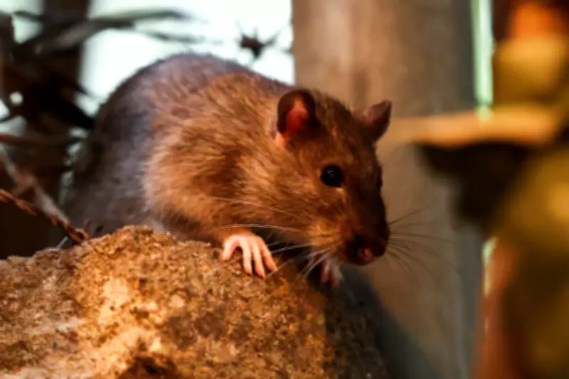 New York's Rat Population Faces Decline After Harsh Winter Conditions