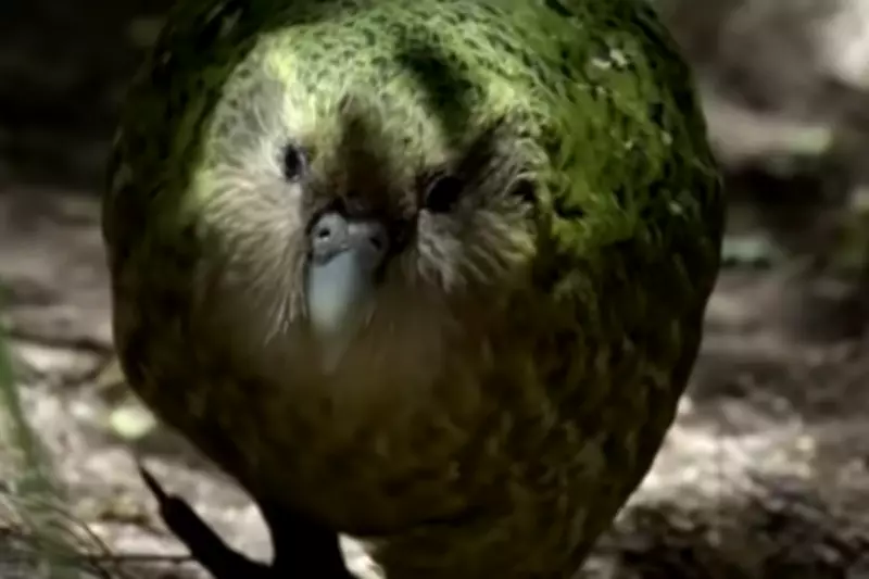 New Zealand's 'Smelly' Flightless Parrot Defies Extinction Odds