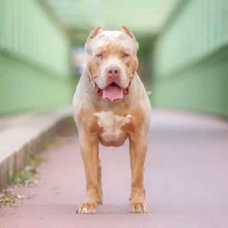 Newborn Baby Mauled by Family XL Bully During First Introduction