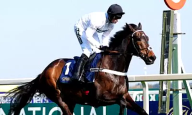 Nicky Henderson Faces Career-Defining Decision Over Constitution Hill's Future