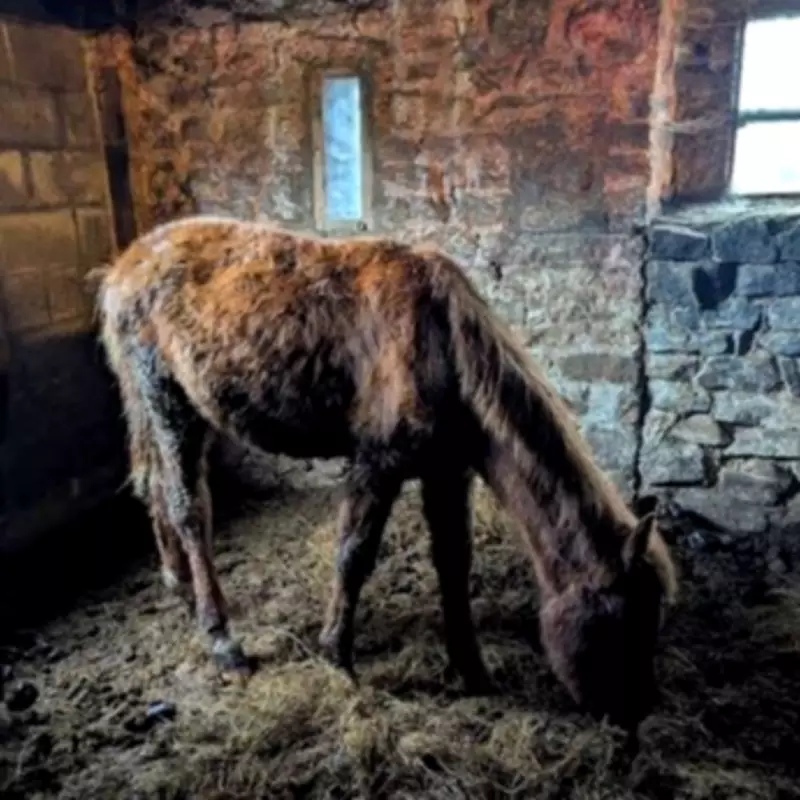 Nightmare Farm Horror: Mother and Daughter Sentenced for Animal Cruelty