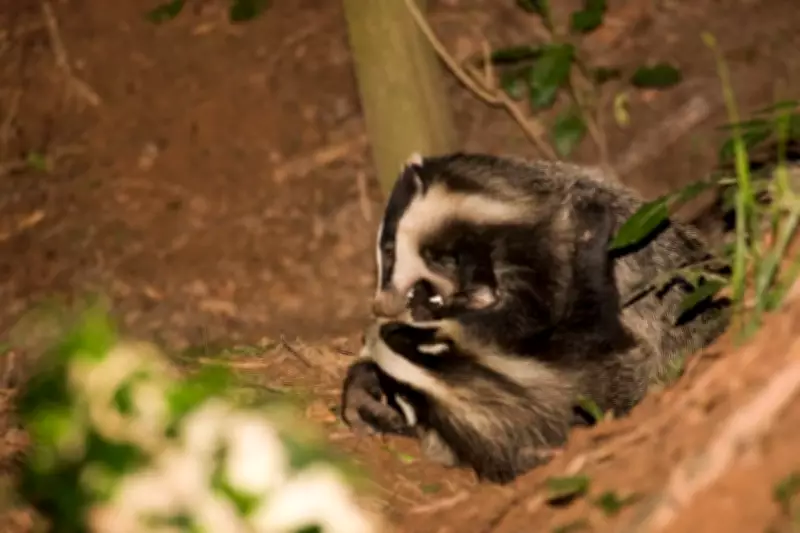 Nighttime Badger Brawl in Sheffield Woods: A Country Diary Account
