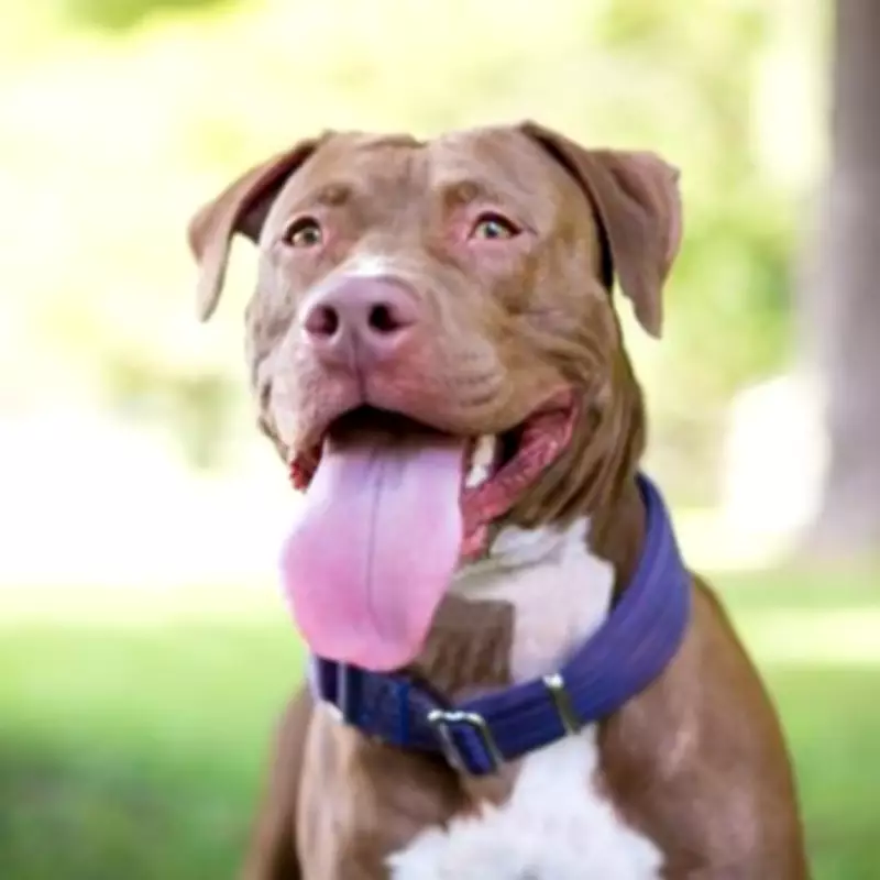 Nikon's Heartography Camera Captures Dog's Exciting Moments Automatically