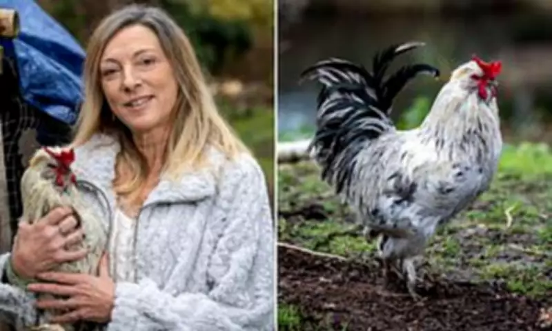 Norfolk Woman's Cockerel Faces Seizure Despite Community Support Over Noise ASBO