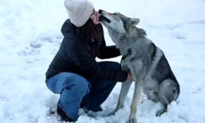 Olympic Skier's Dog Gatecrashes Winter Games Race, Causes Double Escape Drama