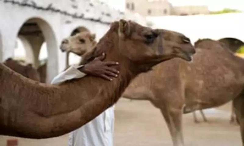 Oman Disqualifies 20 Camels from Beauty Pageant Over Cosmetic Enhancements