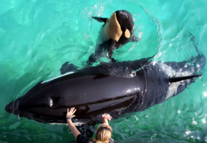 Orcas at French Aquarium Marineland Antibes Spark Animal Welfare Debate