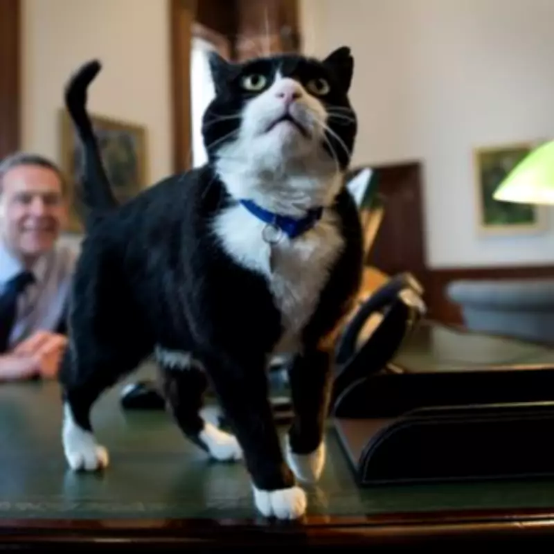 Palmerston, Former Foreign Office Chief Mouser, Dies in Bermuda at Age 12