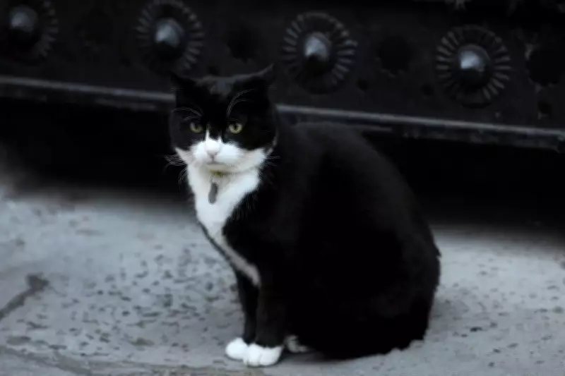 Palmerston, Former Foreign Office Chief Mouser, Dies Peacefully in Bermuda