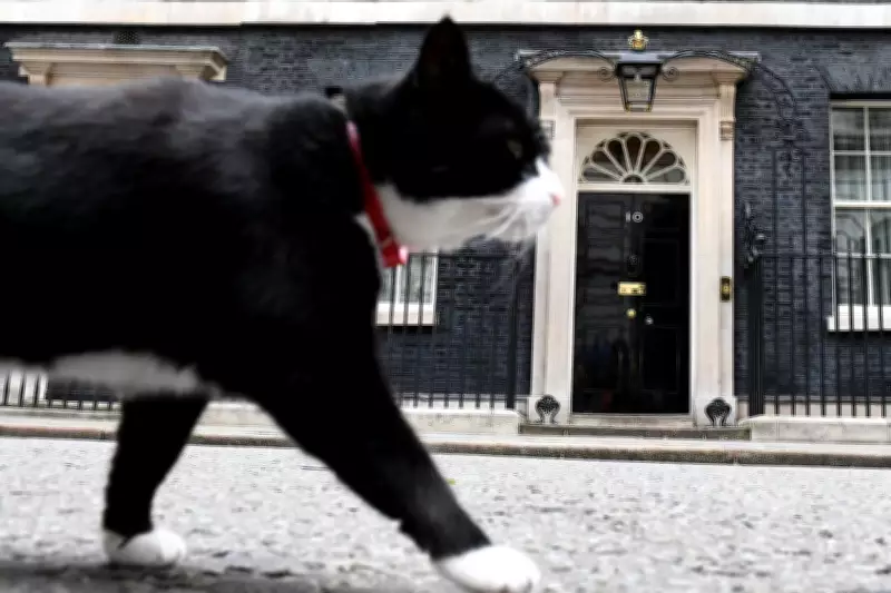 Palmerston, the Beloved Foreign Office Cat, Passes Away in Bermuda