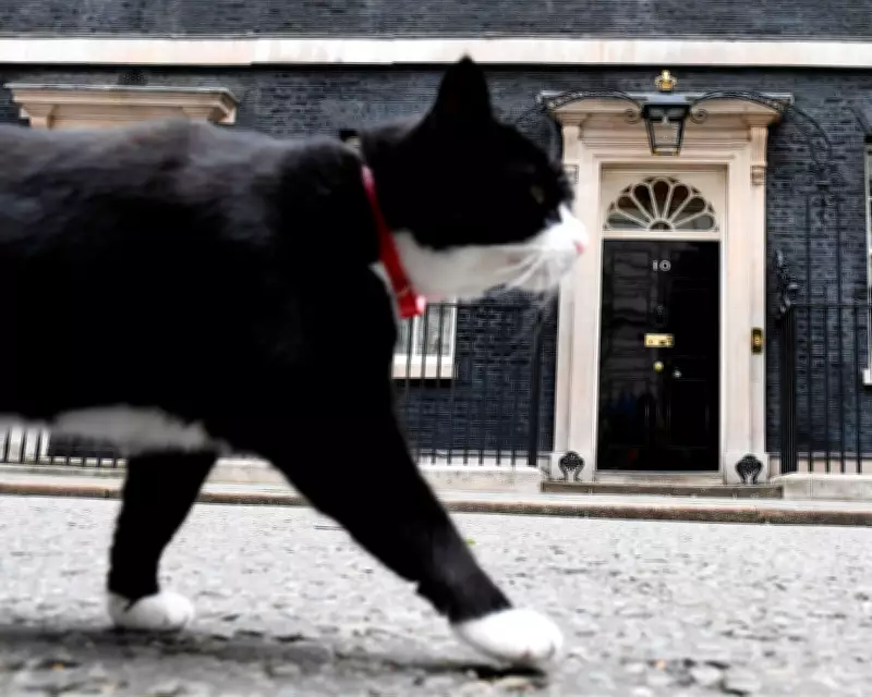 Palmerston, the Foreign Office's Famed 'Diplocat', Dies Peacefully in Bermuda
