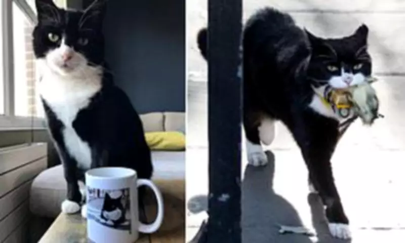 Palmerston, the Foreign Office's Retired Chief Mouser, Dies Peacefully in Bermuda