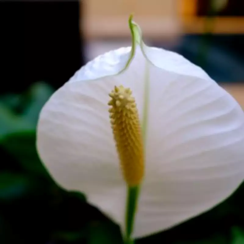 Peace Lily Winter Care: Essential Step to Prevent Cold Damage Before Spring
