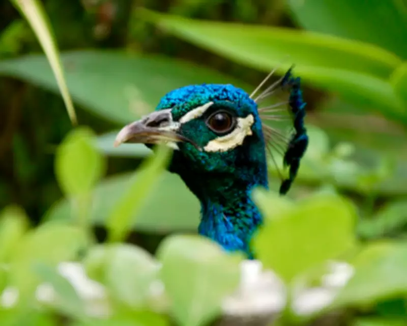 Peacocks and Snow Moons: Readers' Best Nature Photographs