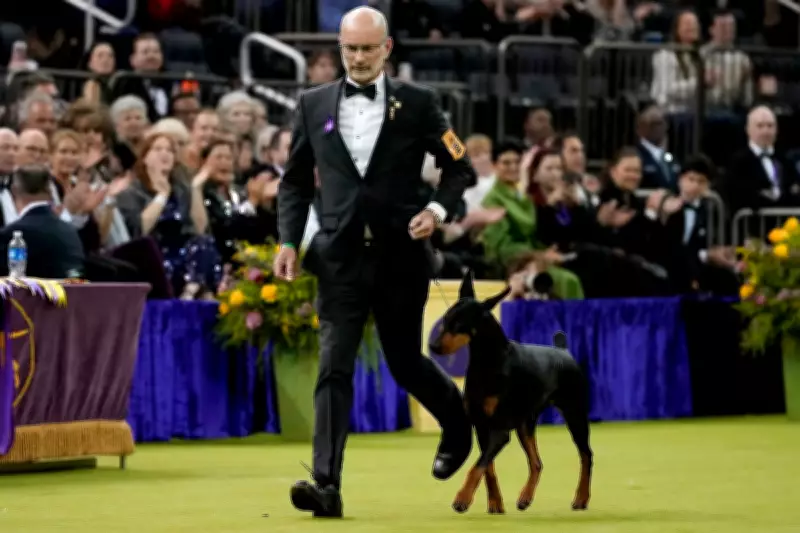 Penny the Doberman Pinscher Triumphs at Historic Westminster Dog Show