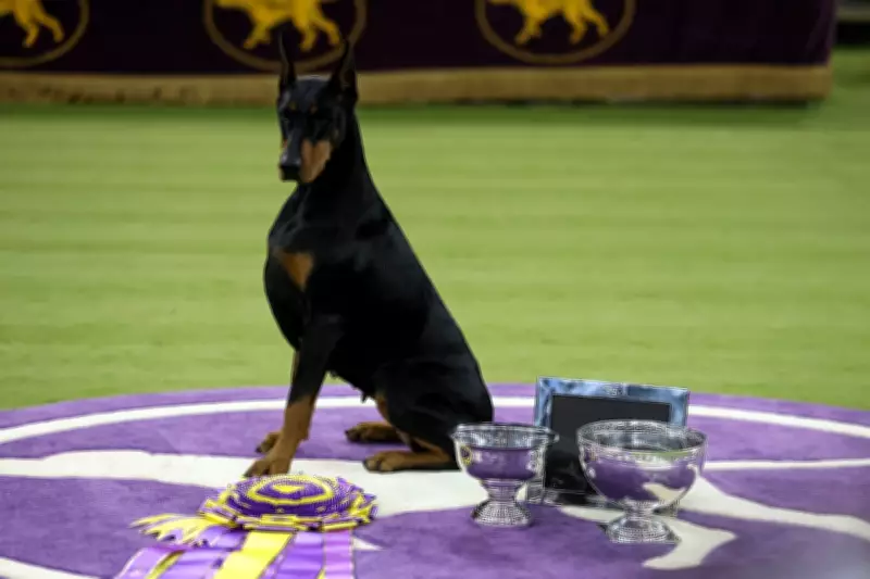 Penny the Doberman Wins Best in Show at 150th Westminster Dog Show