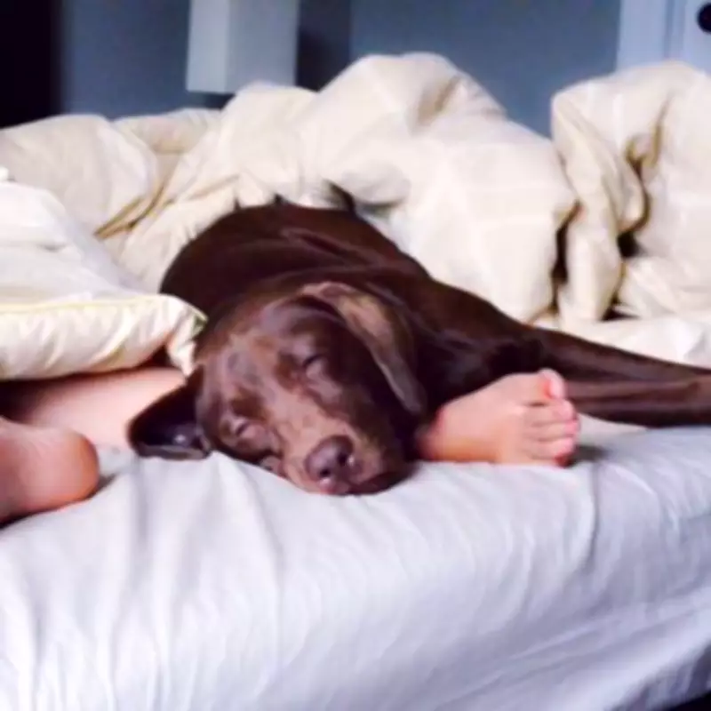 Pet Cam Reveals Elderly Dog's Secret Life of Daring Jumps