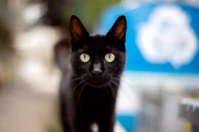 Pet Cats' Cancer Genetics Could Unlock New Human Breast Cancer Therapies