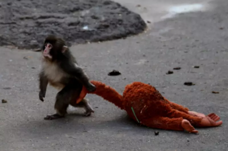 PETA Criticises Viral Baby Monkey Punch's Treatment as Evidence of Zoo Cruelty