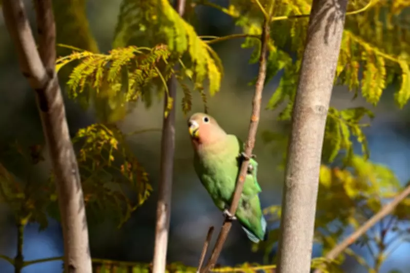 Phoenix Lovebirds: What Monogamous Parrots Teach Us About Lasting Bonds