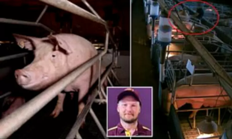 Pig Farm Bestiality Case Dismissed After Police Conduct Branded 'Improper'