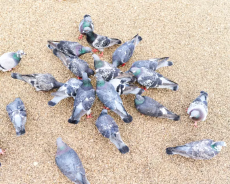 Pigeon Population Control: Experts Debate Feeding Bans vs. Natural Solutions